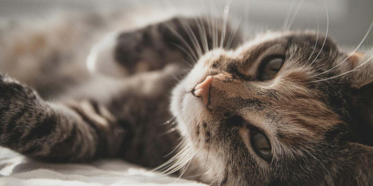 The Fascinating World of Cats: More Than Just Purrs and Cuddles